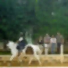 EIRS is home to the finest breeds of 100+ ponies and horses from around the world. 